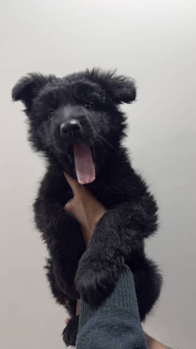 Black German Shepherd female