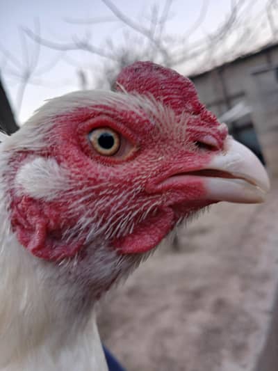 PURE |HEERA| ASEEL| PATHA|YOUNG |BEAUTIFUL