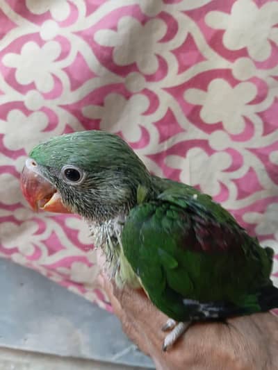 Pahari Parrot Covered Chicks - 100% Local Karachi Breed