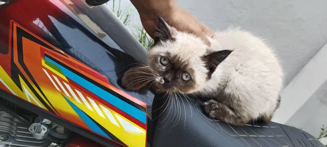 this cat is an Thailand breed . it's very joyfull and touchy .