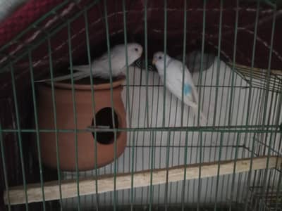 Cocktail Parrots Or Budgies Parrots For Sale