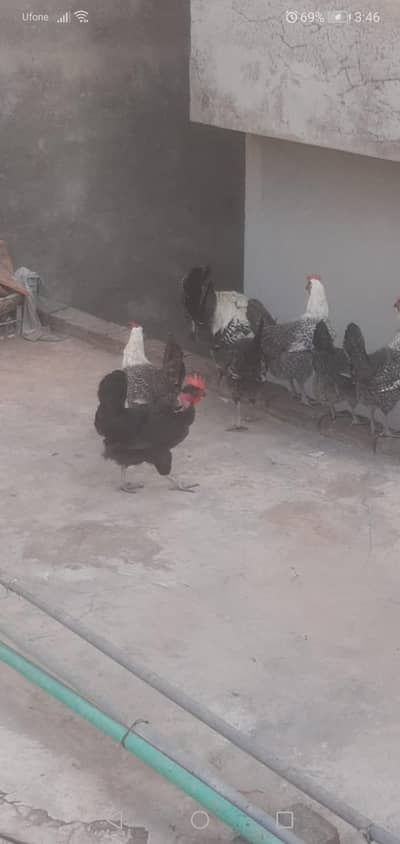 Pure Misri hens (Fumi)