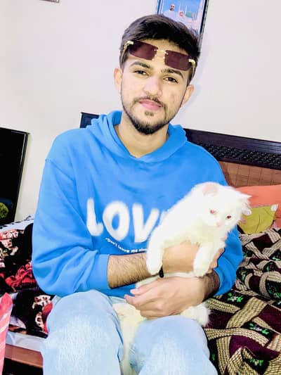 White Persian cat  for sale name snow gry eyes  full white