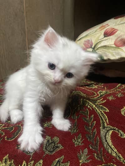 For sale gray eyes 03258045854 watsapp please