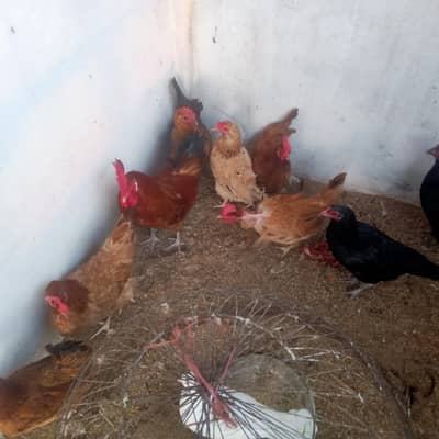 Golden Misri Desi Hens