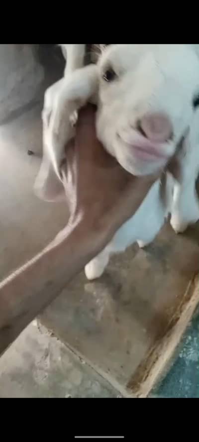 Gulabi Nasal Male Kids