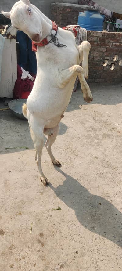 healthy and active ghar ka pala hova teda bakra
