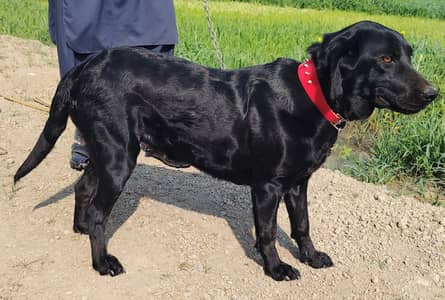 Peure labrador female dog for sale. zila muzafarghar tahseel kot addu