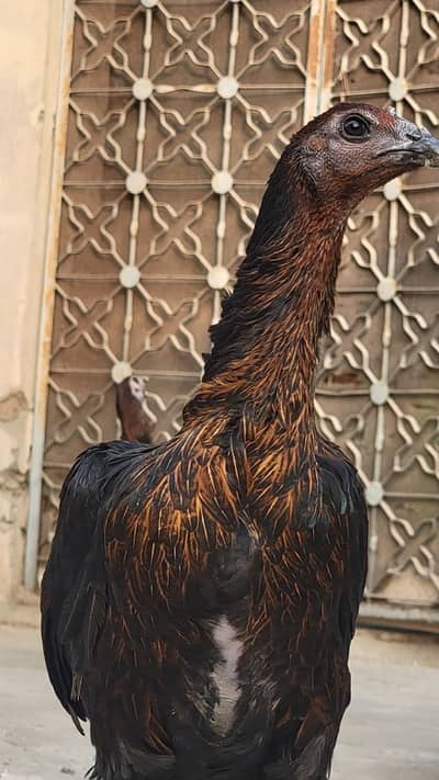 Pure Black Dragon Females