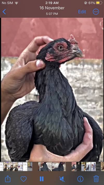 Aseel mushki madi for sale