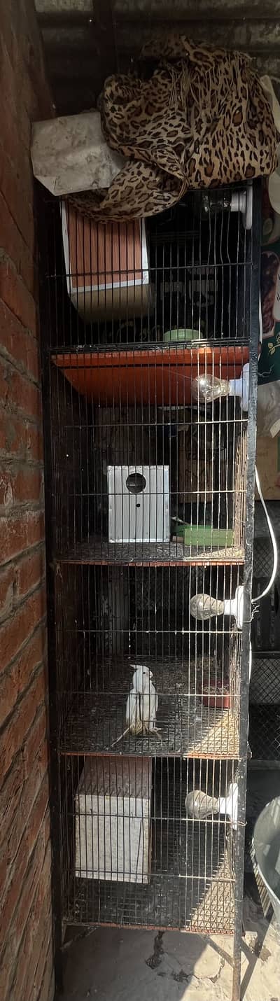 4 portion cage and birds