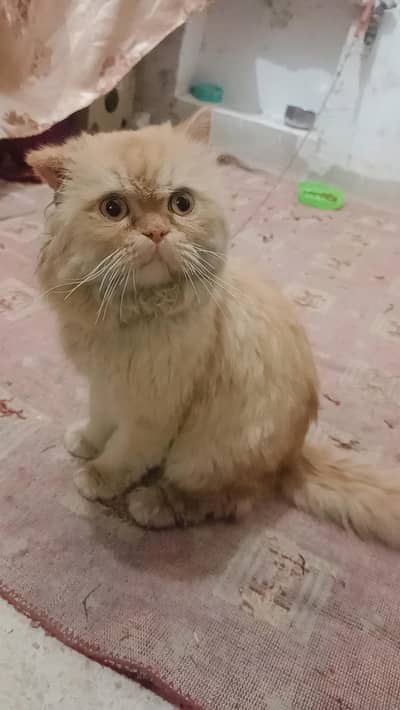Persian Male triple Coated  punch face Stud For Meeting  Cat Stud Ser
