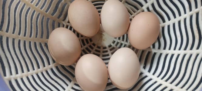 white heavy buff 100. % fertile egg for sale
