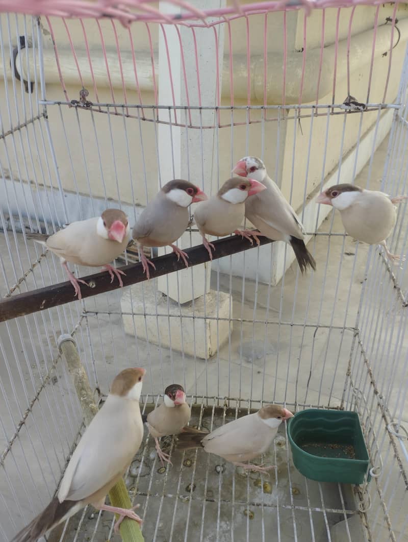 Fawn Java, Silver Java 5