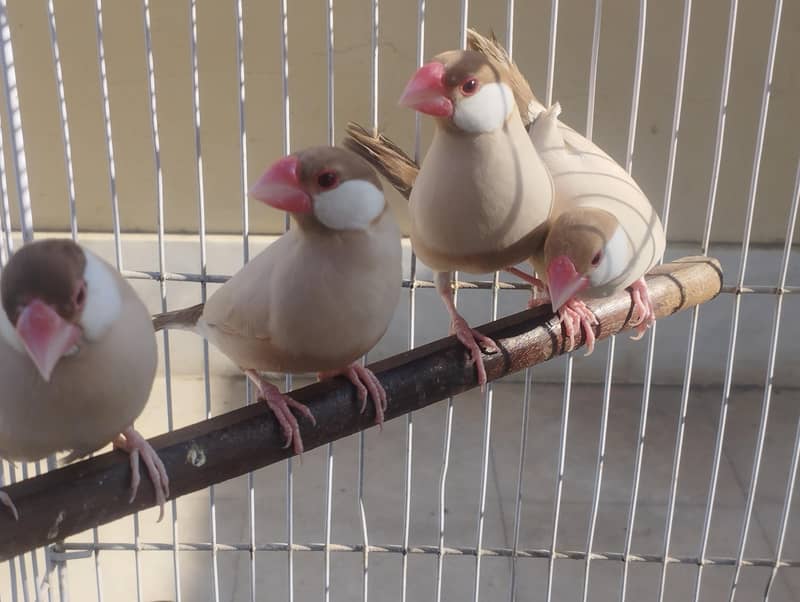 Fawn Java, Silver Java 6