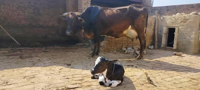 1 cow with baby female