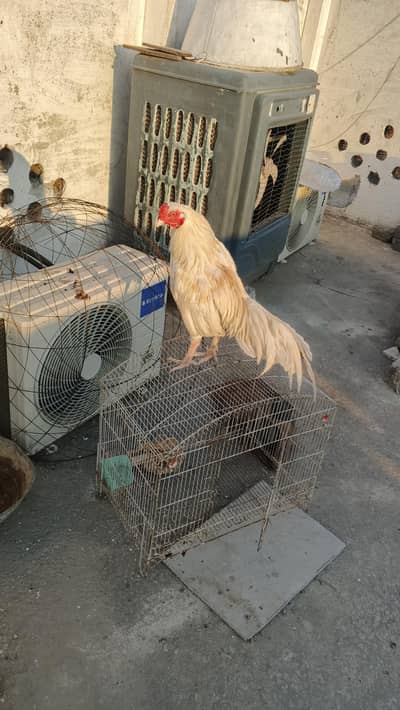 for sale contact no 03379206870