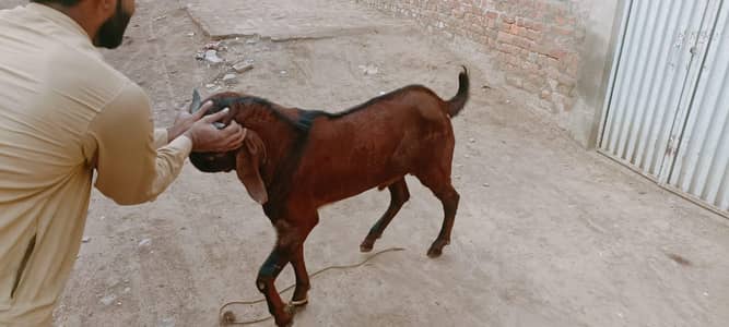 nagara bakra baridar