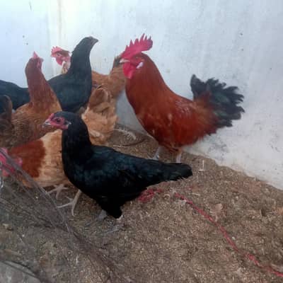Golden Misri Desi Hens