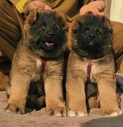 Afghan Kuchi | pure Afghan Kuchi puppies pair | Afghan Kuchi dog