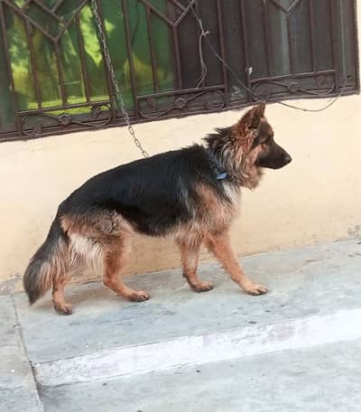 long hight germ shepherd