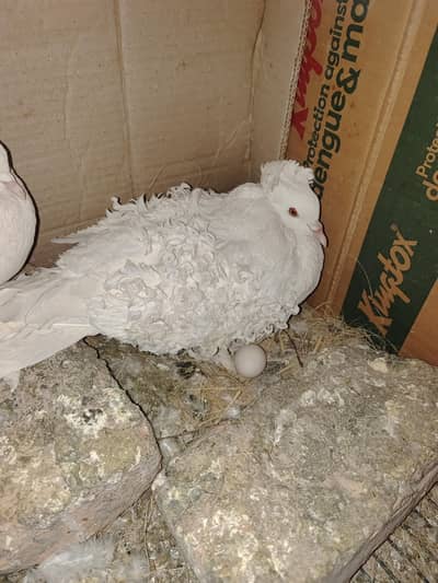 1 specail pair with 2 fatail eggs. . . .