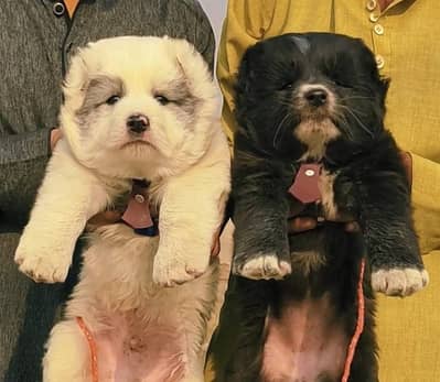 alabai dog | alabai puppies | king alabai | white alabai |puppy