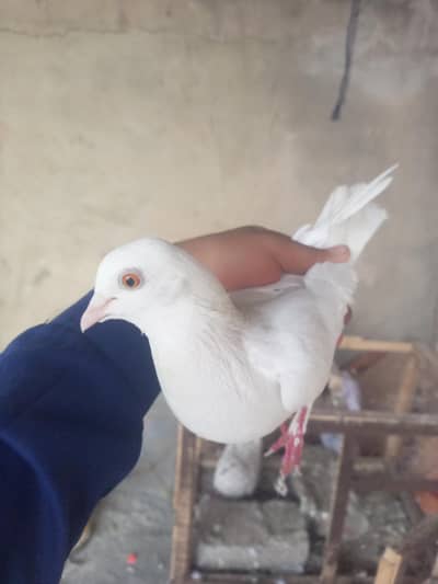 yellow eyes pair for sell