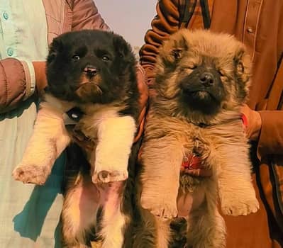 bakharwal dog | bakharwal puppies | bakharwal for sale