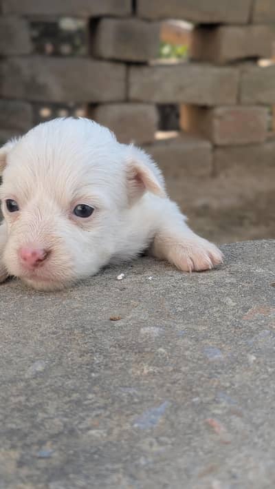 age 25 day coller  white  for sale