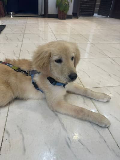 Golden Retrievers Light Golden Color ( Pedigree )