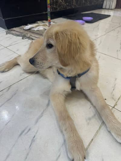 Golden Retrievers Light Golden Color ( Pedigree )