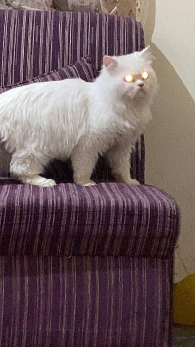 Persian male health and active male log cot