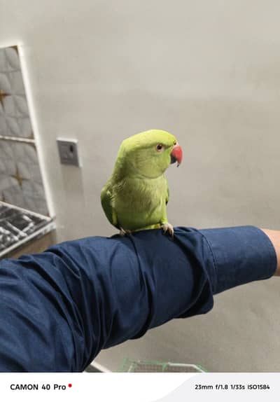 ringneck female talking bhi karti hai