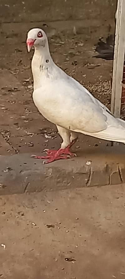 Deanish female for sale