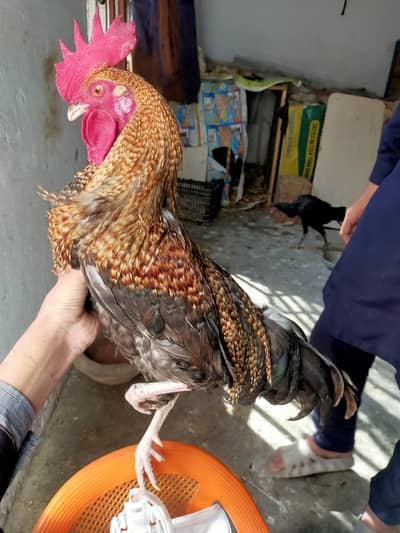 Golden Desi murgia available for sale