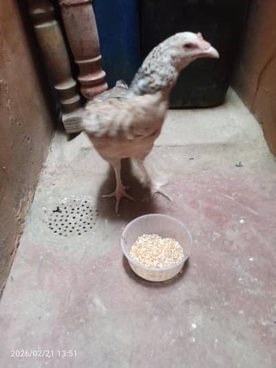 aseel sindhi Female Agg Hen with cage