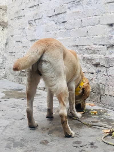 lab female dog full friendly dog