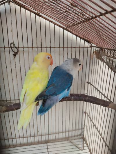 blue fisher x creamino