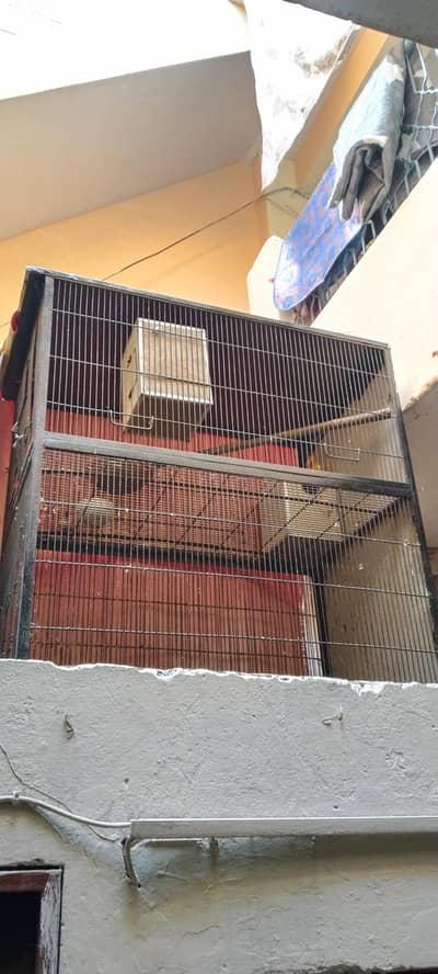 Pair of Love Birds With Heavy Cage Available For Sale. . .