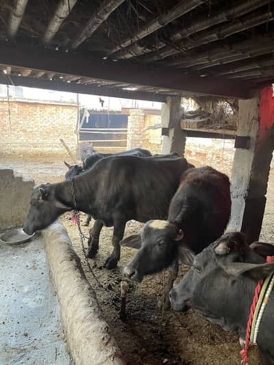 Pure milk خالص دودھ — صحت کی اصل بنیاد