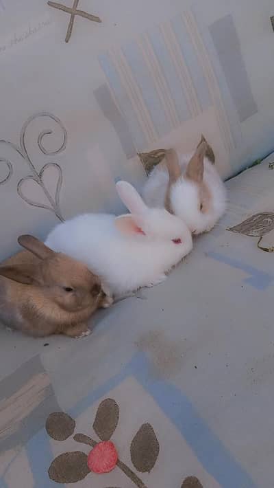 breader rabbit pair |color brown and white