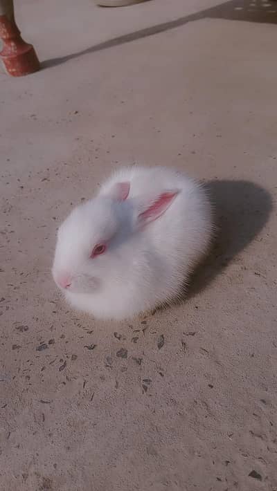 breader rabbit pair |color brown and white