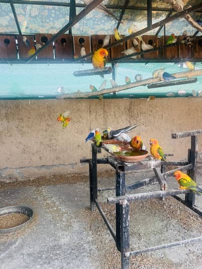 Love bird, Cocktails and sun conure Colony