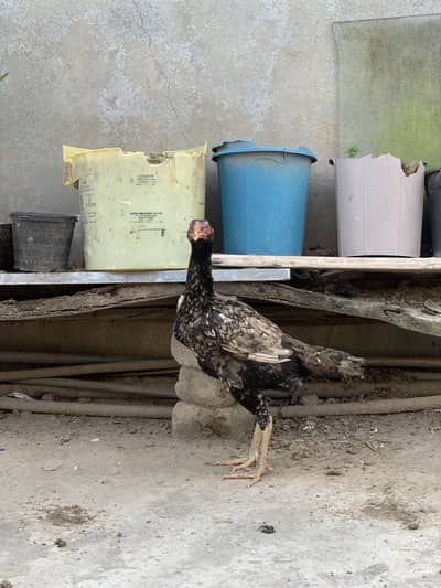 Aseel Lakhi and Shagri madi for sale