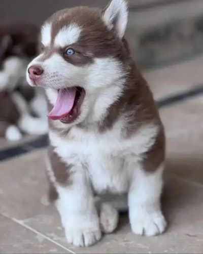 Siberian husky puppies 03425137217