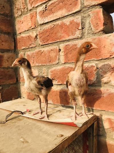 aseel band gaddi cheeks. 03074327731. .