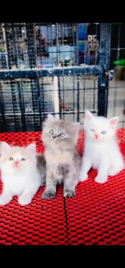 Quality Persian Punch face cat & kitten is 03477878702 WhatsApp