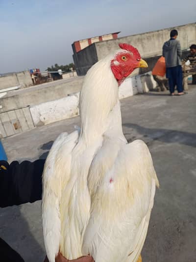 Heera Pair for Sale