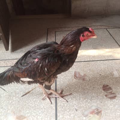 mianwali aseel patha